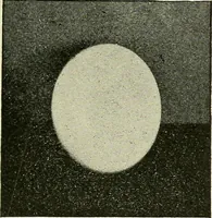 An illustration from Free-hand drawing : a manual for teachers and students (1898)