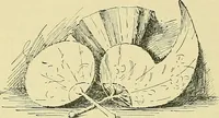 Picture 5 of 64 from Free-hand drawing : a manual for teachers and students (1898), leaf 20