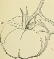 An illustration from Free-hand drawing : a manual for teachers and students (1898)
