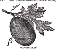 Picture 10 of 13 from FREEMASONS BIBLE (1611), leaf 932