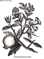 An illustration from FREEMASONS BIBLE (1611)