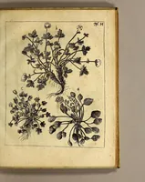 An illustration from Friderich Martens vom Hamburg Spitzbergische oder groenlandische Reise Beschreibung gethan im Jahr 1671. : Aus eigner Erfahrunge beschrieben, die dazu erforderte Figuren nach dem Leben selbst abgerissen, (so hierbey in Kupfferzusehen) und jetzo durch den Druck mitgetheilet (1675)