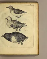 An illustration from Friderich Martens vom Hamburg Spitzbergische oder groenlandische Reise Beschreibung gethan im Jahr 1671. : Aus eigner Erfahrunge beschrieben, die dazu erforderte Figuren nach dem Leben selbst abgerissen, (so hierbey in Kupfferzusehen) und jetzo durch den Druck mitgetheilet (1675)