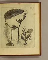 An illustration from Friderich Martens vom Hamburg Spitzbergische oder groenlandische Reise Beschreibung gethan im Jahr 1671. : Aus eigner Erfahrunge beschrieben, die dazu erforderte Figuren nach dem Leben selbst abgerissen, (so hierbey in Kupfferzusehen) und jetzo durch den Druck mitgetheilet (1675)