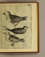 An illustration from Friderich Martens vom Hamburg Spitzbergische oder groenlandische Reise Beschreibung gethan im Jahr 1671. : Aus eigner Erfahrunge beschrieben, die dazu erforderte Figuren nach dem Leben selbst abgerissen, (so hierbey in Kupfferzusehen) und jetzo durch den Druck mitgetheilet (1675)