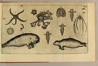 Picture 18 of 18 from Friderich Martens vom Hamburg Spitzbergische oder groenlandische Reise Beschreibung gethan im Jahr 1671. : Aus eigner Erfahrunge beschrieben, die dazu erforderte Figuren nach dem Leben selbst abgerissen, (so hierbey in Kupfferzusehen) und jetzo durch den Druck mitgetheilet (1675), leaf 179