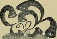 An illustration from From India to the planet Mars : a study of a case of somnambulism with glossolalia (1900)