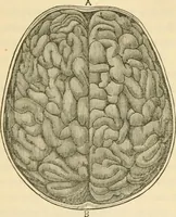 An illustration from The fundamental principles of phrenology are the only principles capable of being reconciled with the immateriality and immortality of the soul (1868)