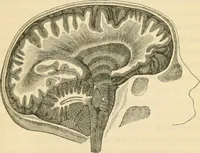 An illustration from The fundamental principles of phrenology are the only principles capable of being reconciled with the immateriality and immortality of the soul (1868)