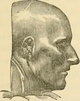 An illustration from The fundamental principles of phrenology are the only principles capable of being reconciled with the immateriality and immortality of the soul (1868)