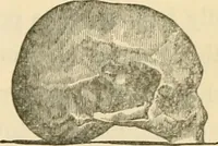 Picture 6 of 11 from The fundamental principles of phrenology are the only principles capable of being reconciled with the immateriality and immortality of the soul (1868), leaf 475