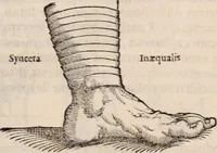 An illustration from Galeni omnia quae extant opera : in latinum sermonem conuersa (1565)