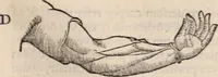 An illustration from Galeni omnia quae extant opera : in latinum sermonem conuersa (1565)