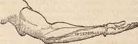 An illustration from Galeni omnia quae extant opera : in latinum sermonem conuersa (1565)