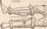 An illustration from Galeni omnia quae extant opera : in latinum sermonem conuersa (1565)