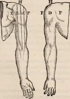An illustration from Galeni omnia quae extant opera : in latinum sermonem conuersa (1565)