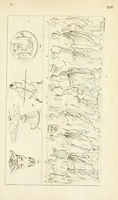Picture 9 of 36 from Galerie mythologique : recueil de monuments pour servir à l'étude de la mythologie, de l'histoire de l'art, de l'antiquité figurée, et du langage allégorique des anciens : avec 190 planches gravées au trait, contenant près de 800 monuments antiques, tels que statues, bas-reliefs, pierres gravées, médailles, freques et peintures de vases, dont plus de 50 sont inédits (1811), leaf 275