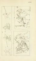 Picture 26 of 36 from Galerie mythologique : recueil de monuments pour servir à l'étude de la mythologie, de l'histoire de l'art, de l'antiquité figurée, et du langage allégorique des anciens : avec 190 planches gravées au trait, contenant près de 800 monuments antiques, tels que statues, bas-reliefs, pierres gravées, médailles, freques et peintures de vases, dont plus de 50 sont inédits (1811), leaf 361