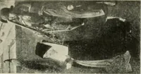 An illustration from Galerie v Rudolfin (1913)