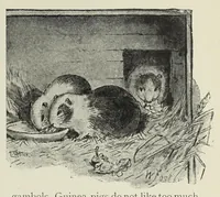 Picture 13 of 13 from The games book for boys and girls : a volume of old and new pastimes, with original illustrations (1897), leaf 193
