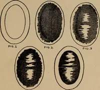 An illustration from Games, pastimes and amusements, for boys and girls; (1906)