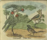 Picture 3 of 4 from Gaping Wide Mouthed Waddling Frog 1817 (1817), leaf 12