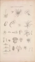An illustration from The gardeners dictionary : containing the best and newest methods of cultivating and improving the kitchen, fruit, flower garden, and nursery, as also for performing the practical parts of agriculture : including the management of vineyards, with the methods of making and preserving wine, according to the present practice of the most skilful vignerons in the several wine countries in Europe : together with directions for propagating and improving, for real practice and experience, all sorts of timber trees (1768)