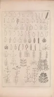An illustration from The gardeners dictionary : containing the best and newest methods of cultivating and improving the kitchen, fruit, flower garden, and nursery, as also for performing the practical parts of agriculture : including the management of vineyards, with the methods of making and preserving wine, according to the present practice of the most skilful vignerons in the several wine countries in Europe : together with directions for propagating and improving, for real practice and experience, all sorts of timber trees (1768)