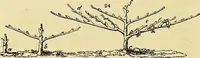 An illustration from The gardener's magazine and register of rural & domestic improvement (1826)