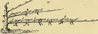 An illustration from The gardener's magazine and register of rural & domestic improvement (1826)