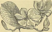 An illustration from The gardener's magazine and register of rural & domestic improvement (1826)