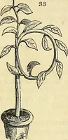 Picture 31 of 91 from The gardener's magazine and register of rural & domestic improvement (1826), leaf 196