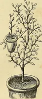 An illustration from The gardener's magazine and register of rural & domestic improvement (1826)