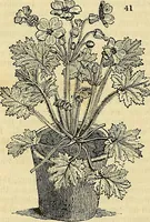 An illustration from The gardener's magazine and register of rural & domestic improvement (1826)