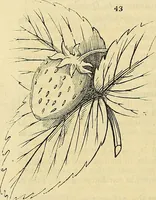 An illustration from The gardener's magazine and register of rural & domestic improvement (1826)