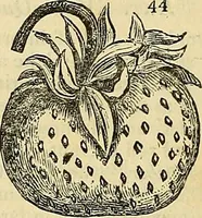 An illustration from The gardener's magazine and register of rural & domestic improvement (1826)