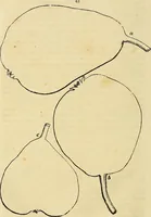 An illustration from The gardener's magazine and register of rural & domestic improvement (1826)
