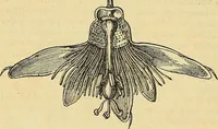 An illustration from The gardener's magazine and register of rural & domestic improvement (1826)