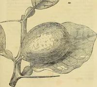 An illustration from The gardener's magazine and register of rural & domestic improvement (1826)