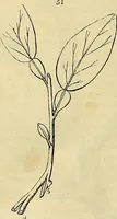 An illustration from The gardener's magazine and register of rural & domestic improvement (1826)