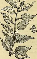 An illustration from The gardener's magazine and register of rural & domestic improvement (1826)