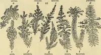 An illustration from The gardener's magazine and register of rural & domestic improvement (1826)