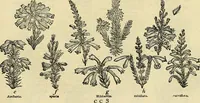 An illustration from The gardener's magazine and register of rural & domestic improvement (1826)