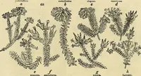 An illustration from The gardener's magazine and register of rural & domestic improvement (1826)
