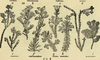 An illustration from The gardener's magazine and register of rural & domestic improvement (1826)