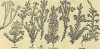An illustration from The gardener's magazine and register of rural & domestic improvement (1826)