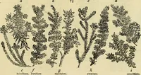 An illustration from The gardener's magazine and register of rural & domestic improvement (1826)