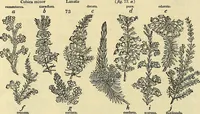 An illustration from The gardener's magazine and register of rural & domestic improvement (1826)