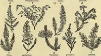 An illustration from The gardener's magazine and register of rural & domestic improvement (1826)
