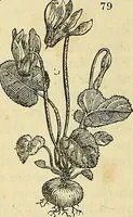 An illustration from The gardener's magazine and register of rural & domestic improvement (1826)